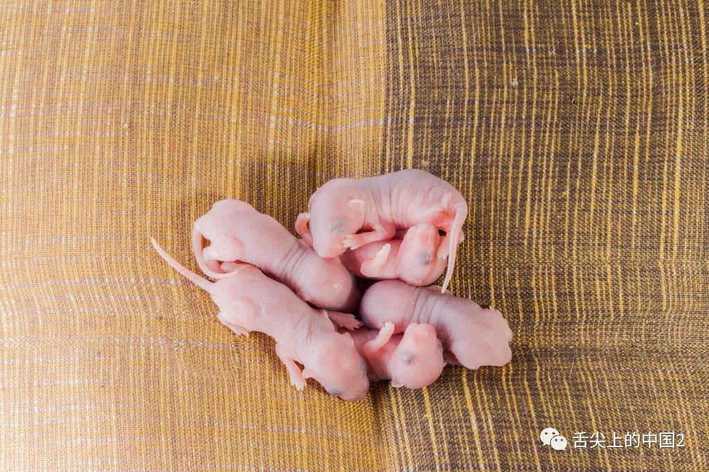 老鼠幼崽 老鼠携带多种病菌,刚出生的幼崽也会被污染,生吃不可取!