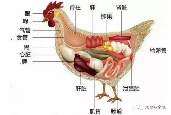 鸡消化道生理特点与用药注意01家禽的解剖生理特点是指导鸡场临床用药