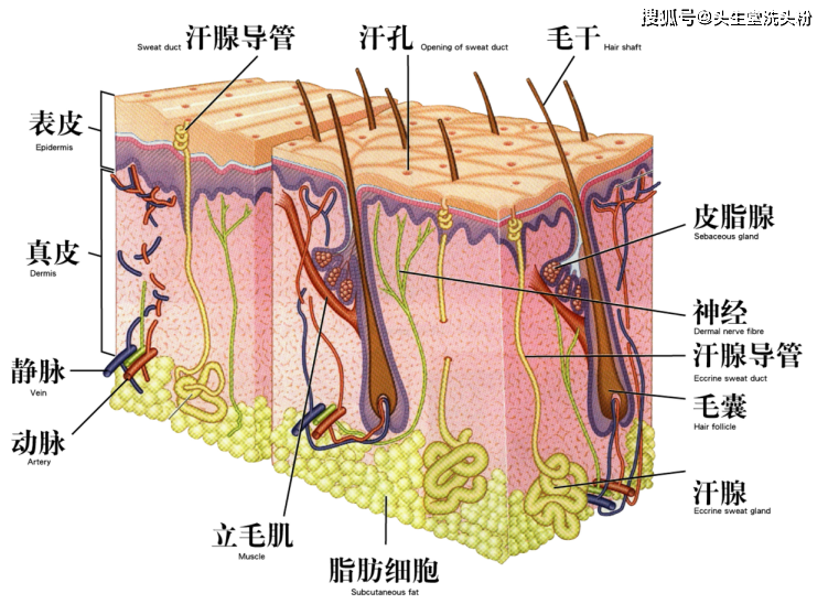 头皮的组织结构