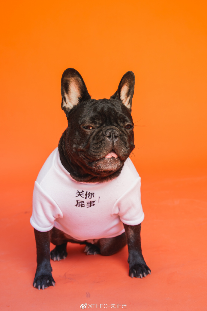 比字典还厚的猫狗大片深夜登场 动物园园长朱