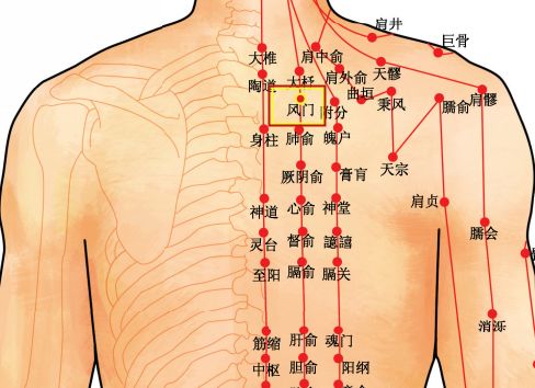穴位知识十二经脉足太阳膀胱经之风门穴