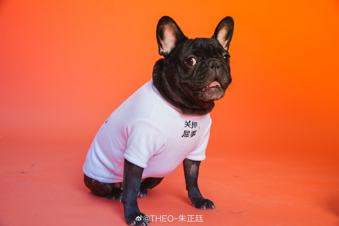 比字典还厚的猫狗大片深夜登场 动物园园长朱