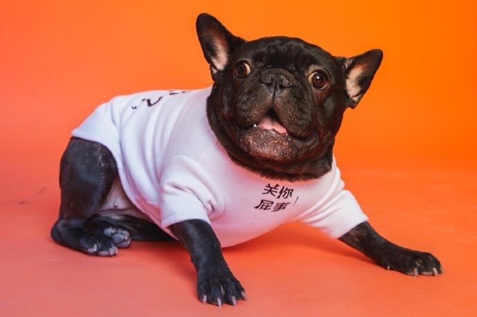 比字典还厚的猫狗大片深夜登场 动物园园长朱