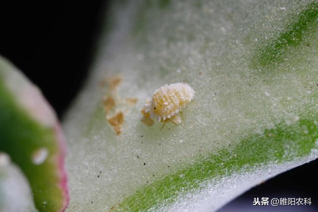 推荐一个专治抗性介壳虫的新药,一季只需喷2遍,价格还便宜