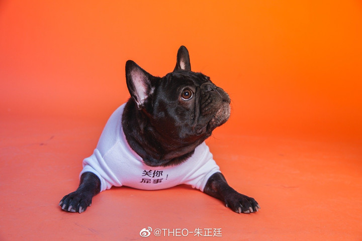 比字典还厚的猫狗大片深夜登场 动物园园长朱