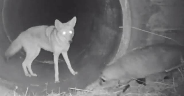 成语什么獾_獾猪是什么动物图片