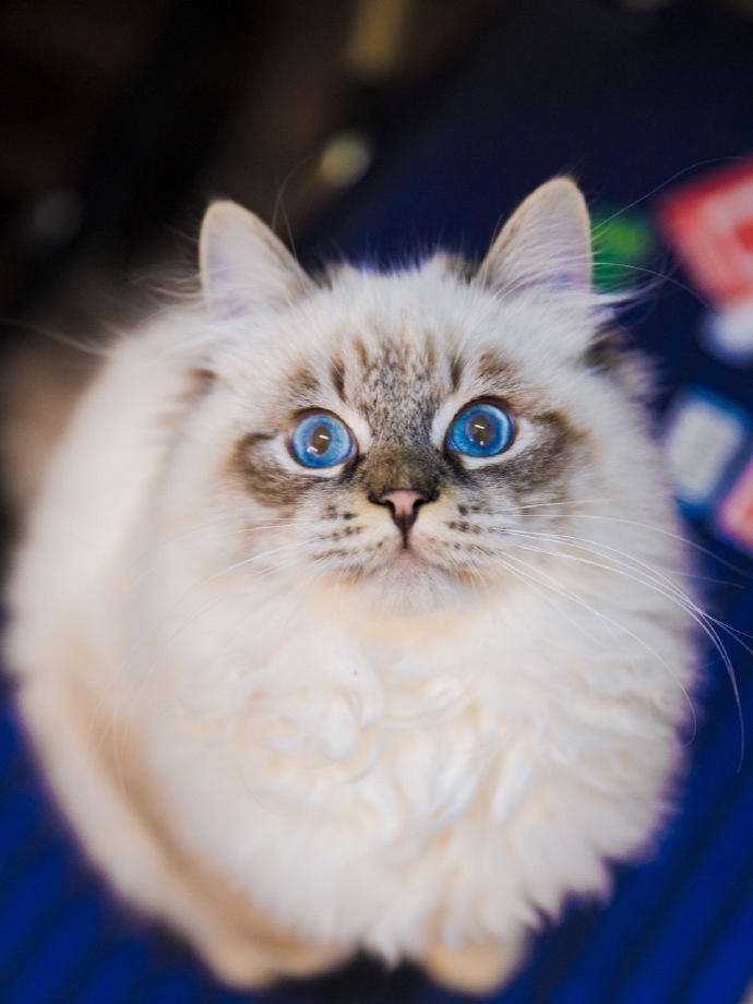 比字典还厚的猫狗大片深夜登场 动物园园长朱