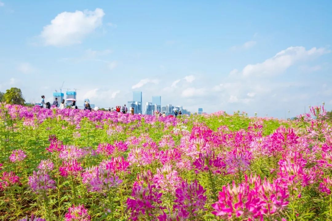 足不出户 深圳云赏花 | 月季花节,菊花节…太惊艳!