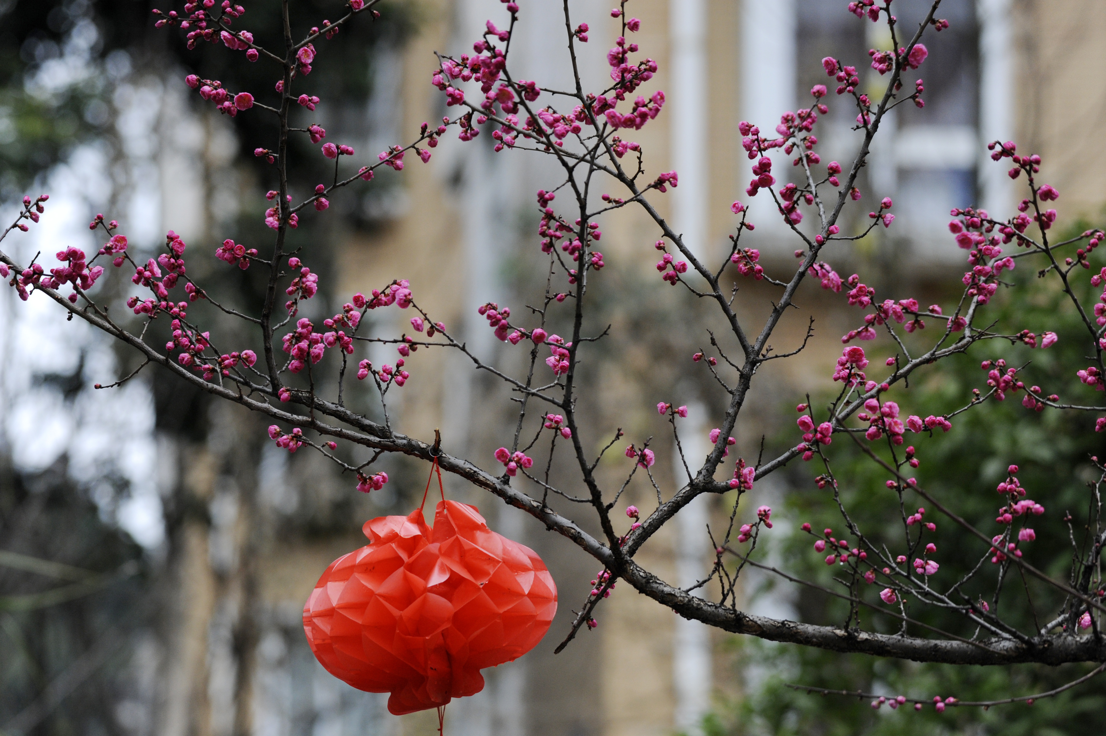 贵州仁怀:梅花开 迎春来