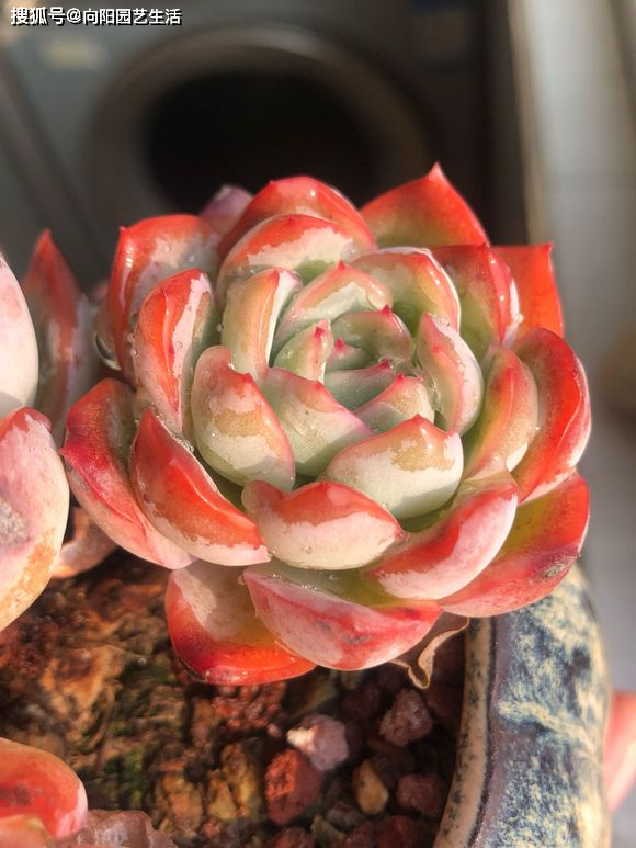 多肉如何快速形成老桩 60964ac1442e491b9a06871b37d61c27.png