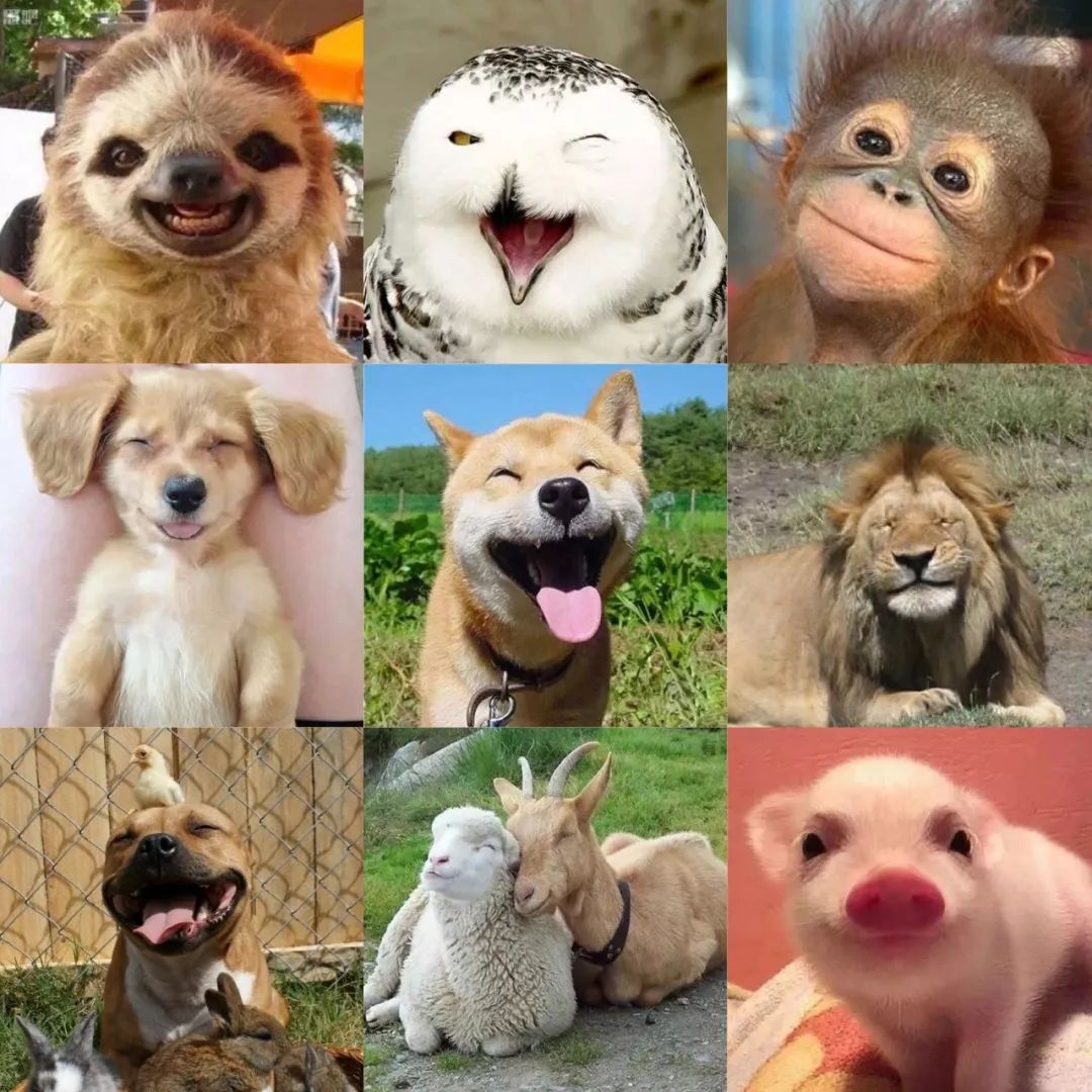 动物们的微笑需要我们共同守护