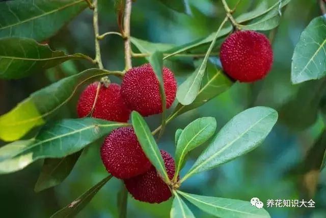 黄连杨梅猜成语_杨梅演员(3)