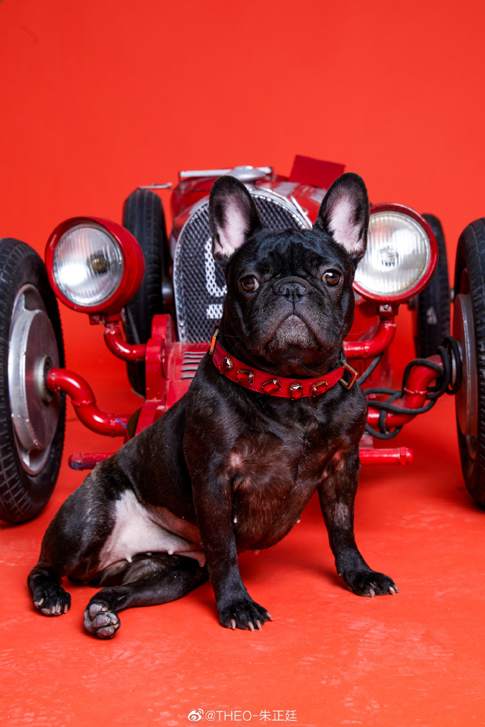 比字典还厚的猫狗大片深夜登场 动物园园长朱