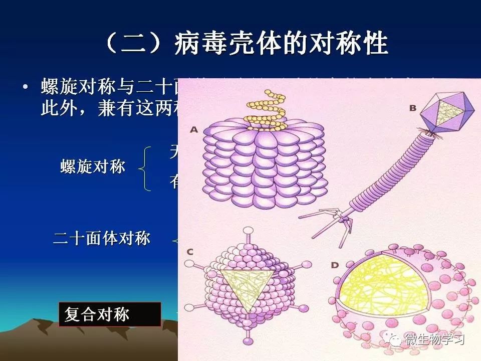 是非细胞型生物,分子生物,了解细胞的形态结构与化学组成,形态结构中