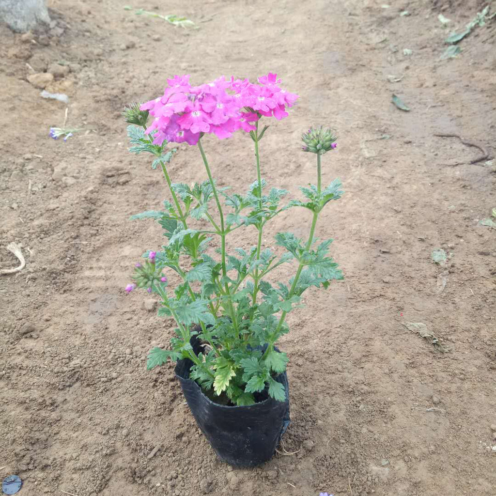 2020年5月手机安兔排名9_安兔兔发布:2020年5月Android手机性能榜