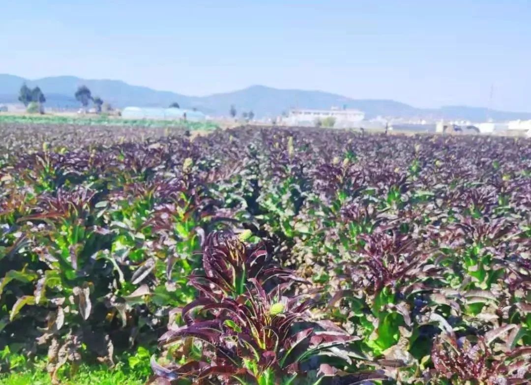 正因如此,云南农家蔬菜种植中大多采用低农药与化肥的传统种植方式,使