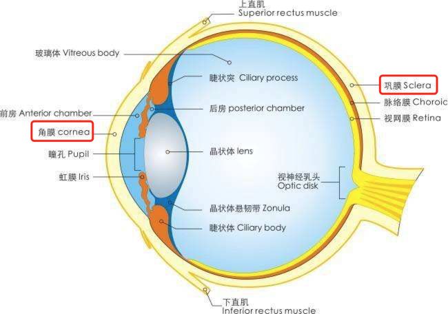 保持眼睛透亮:眼球的亮和白