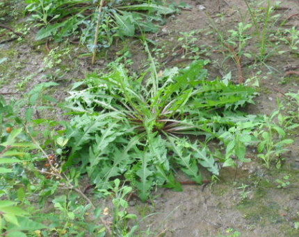 可以食用的野菜图片 92770e82441d4f548ce88d210cfa153c.png