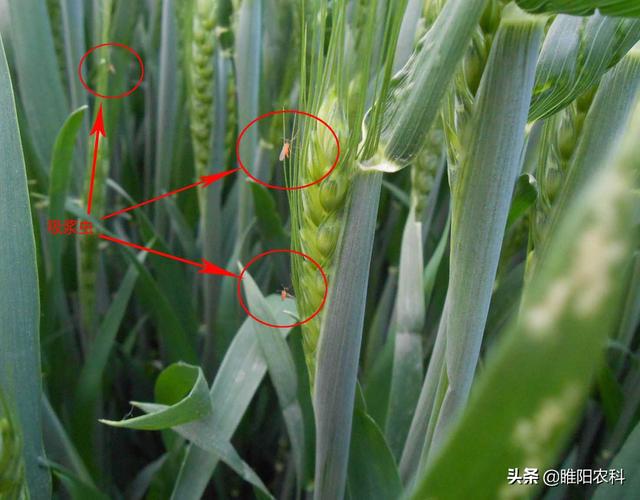 春季麦田害虫最新防治方法,只需治一次,能管一季不生虫_小麦