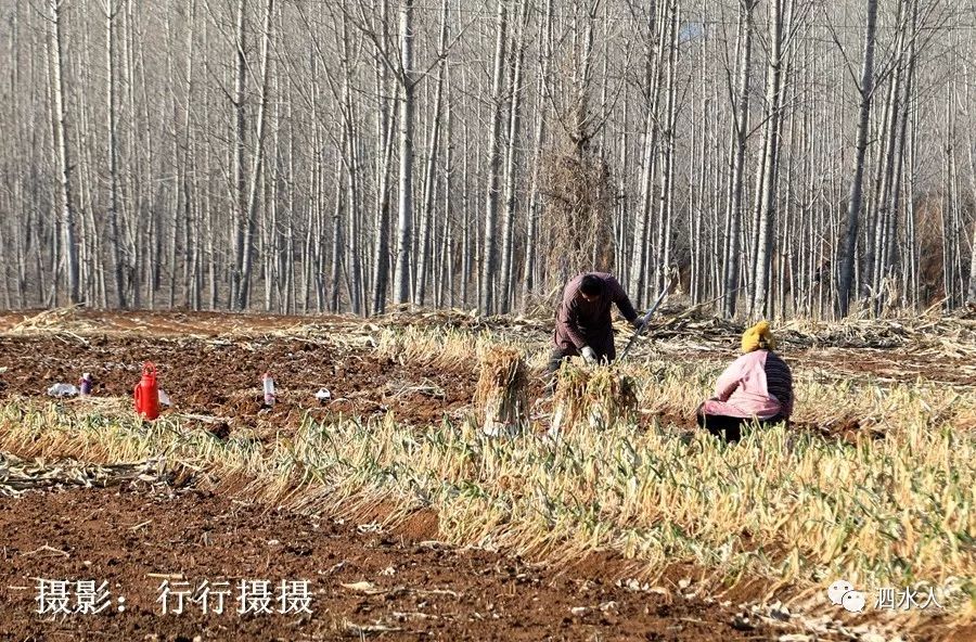 走进泗水大厂村:拍到了这样的情景._泗张镇