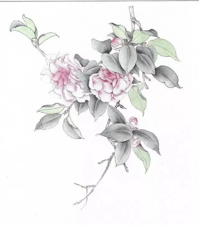 图文教程 工笔画茶花画法及茶花白描画谱_步骤