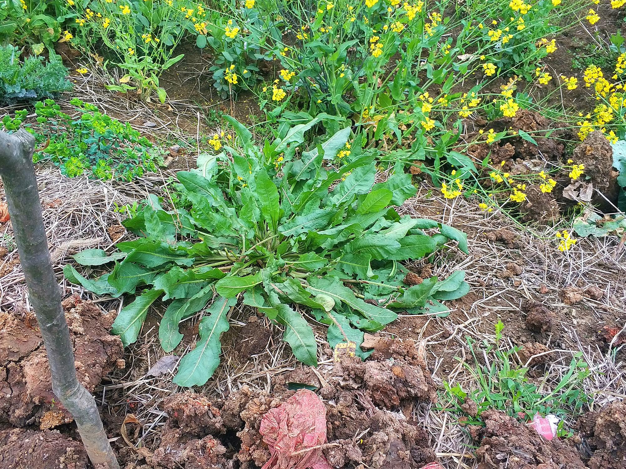 曾是贫苦人的救命野菜,如今10元一斤成稀罕货,人称"野菠菜"