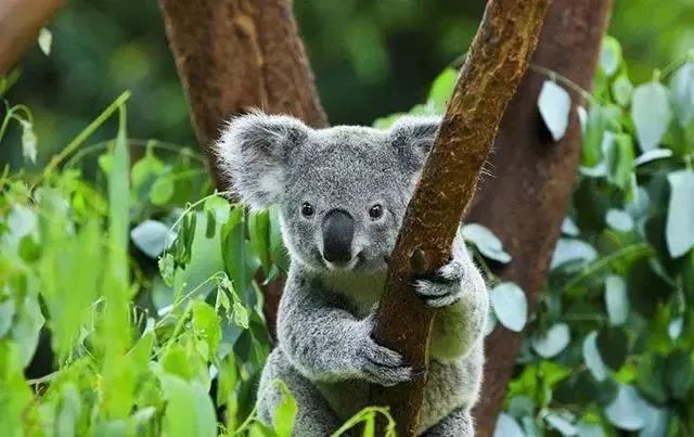 考拉怎么没了 b315a92c676c4921b61c08bf93a3476a.jpeg