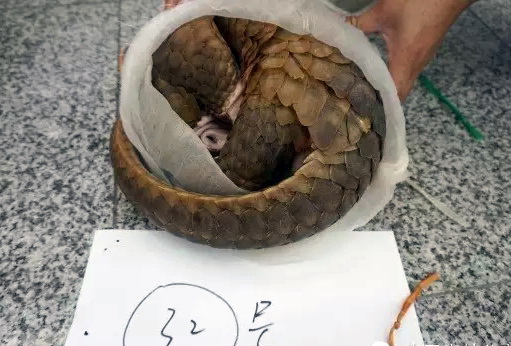 潜在“中间宿主”背后的非法贸易