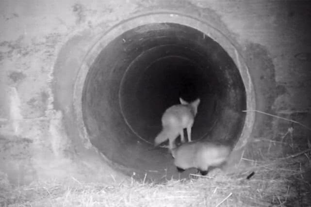 成语什么獾_獾猪是什么动物图片