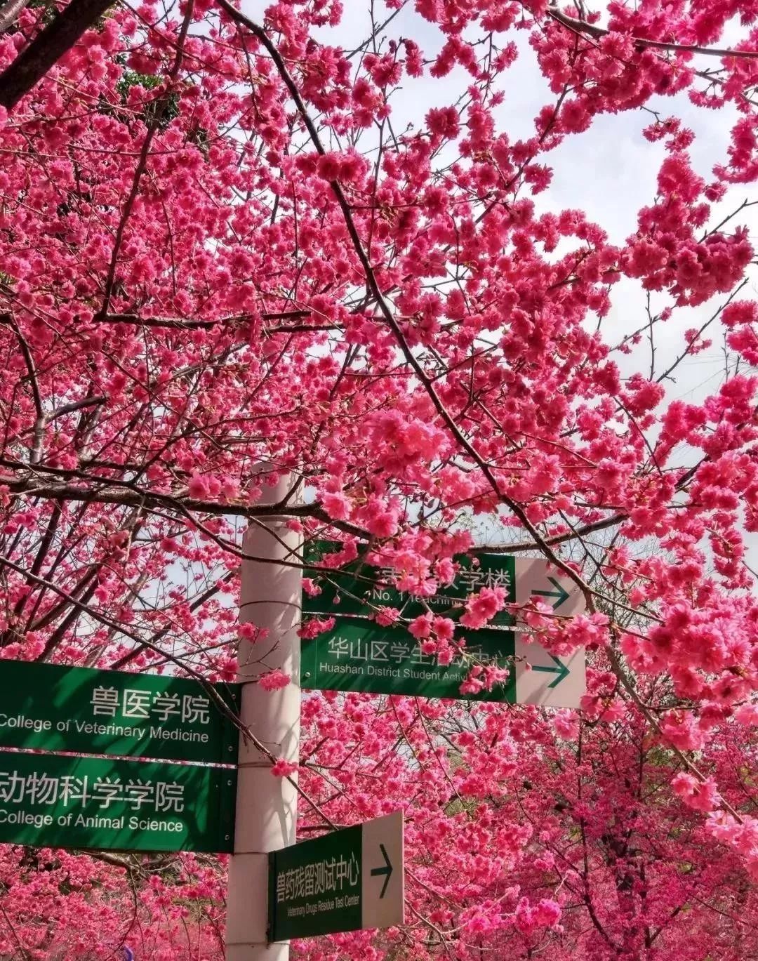 一起,等武汉樱花开.