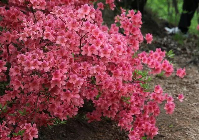 杜鹃怎么养多开花 d7b587f031cf438ca5f298fe10fcdcee.jpeg