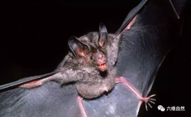 蝙蝠是5千万年前远古物种,有独特免疫系统,进化最成功