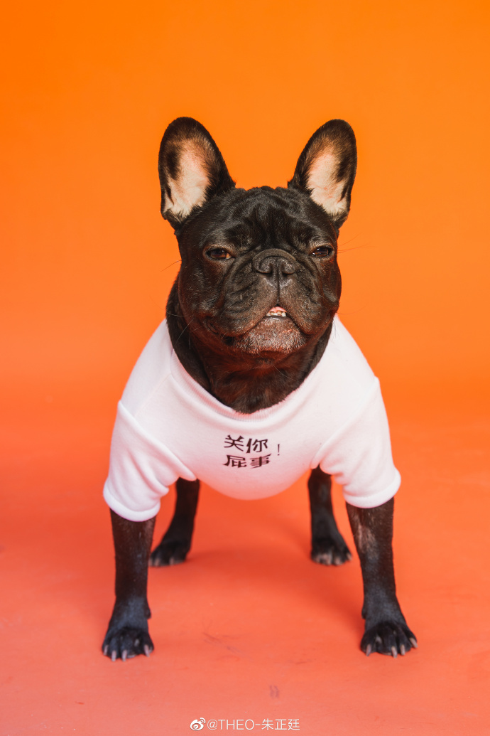 比字典还厚的猫狗大片深夜登场 动物园园长朱