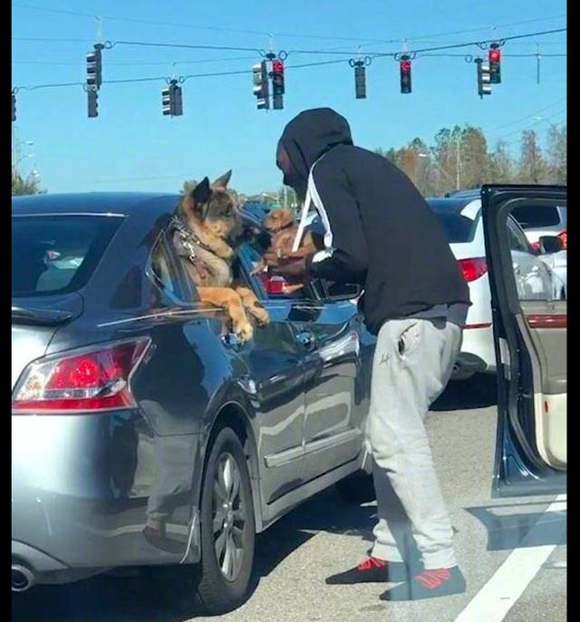 車主在等紅燈的時候，抱著小狗和旁邊車裡的德牧打招呼，好有愛！ 寵物 第2張