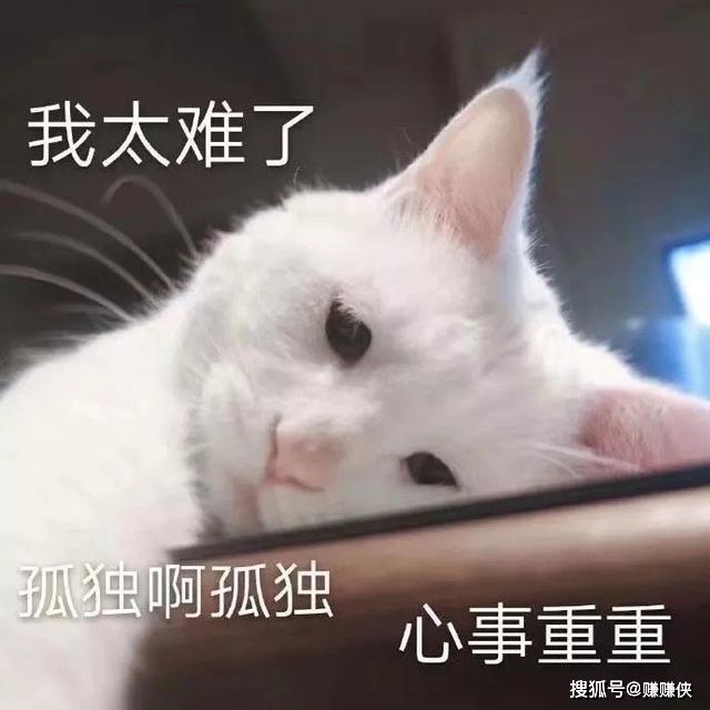 猫咪表情包:不开心,我太难了,熬夜满眼都是你