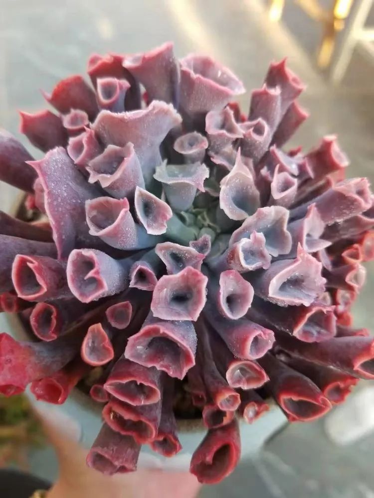 爱机车爱多肉宝妈花姐的诗和远方