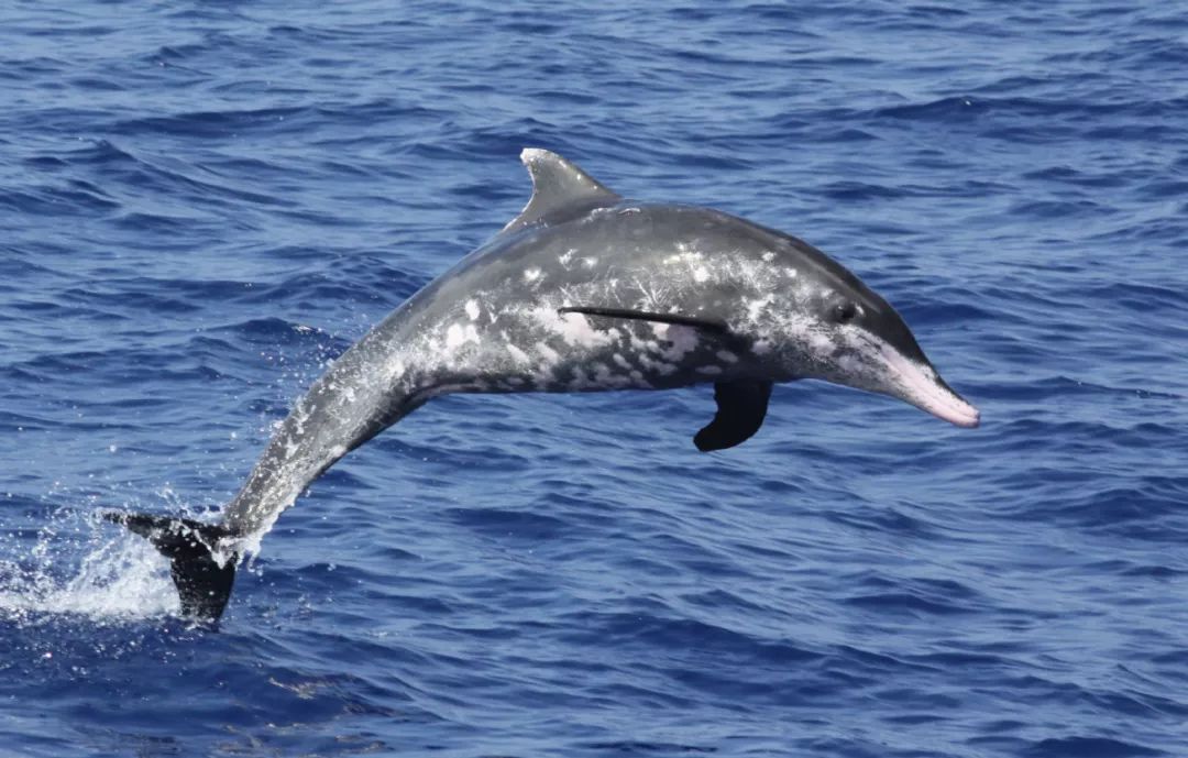 治愈精灵:海豚26型鉴别手册(上)