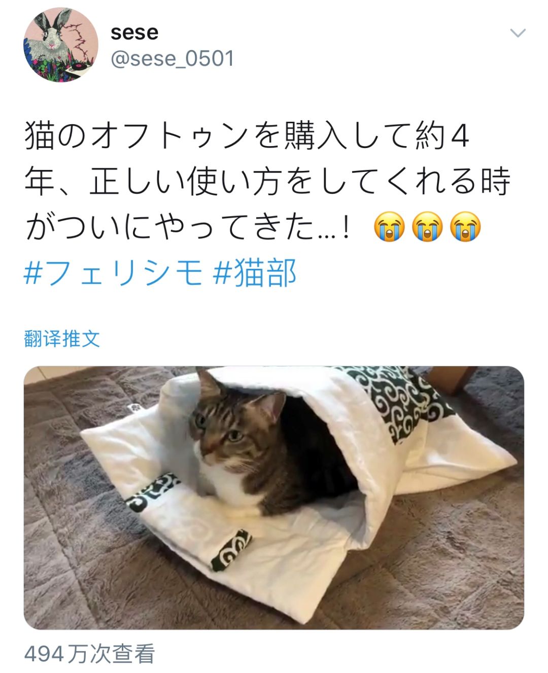 时隔四年，日本推主家的猫终于学会用猫被窝了