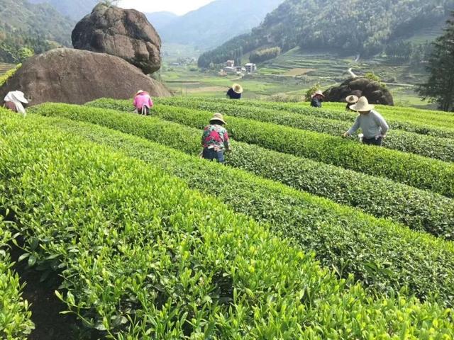 说茶|武夷岩茶核心产区的"八大名岩"和"三坑两涧"