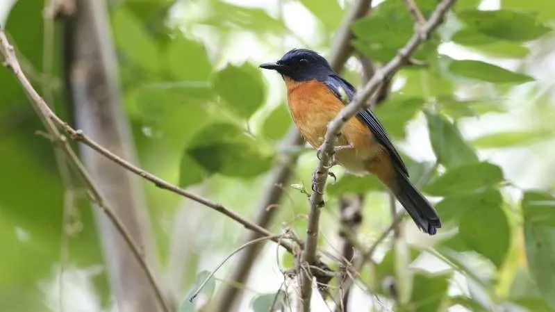 鸟类大观】印度尼西亚偏远岛屿发现新鸟种宝藏_弗兰克·莱因特