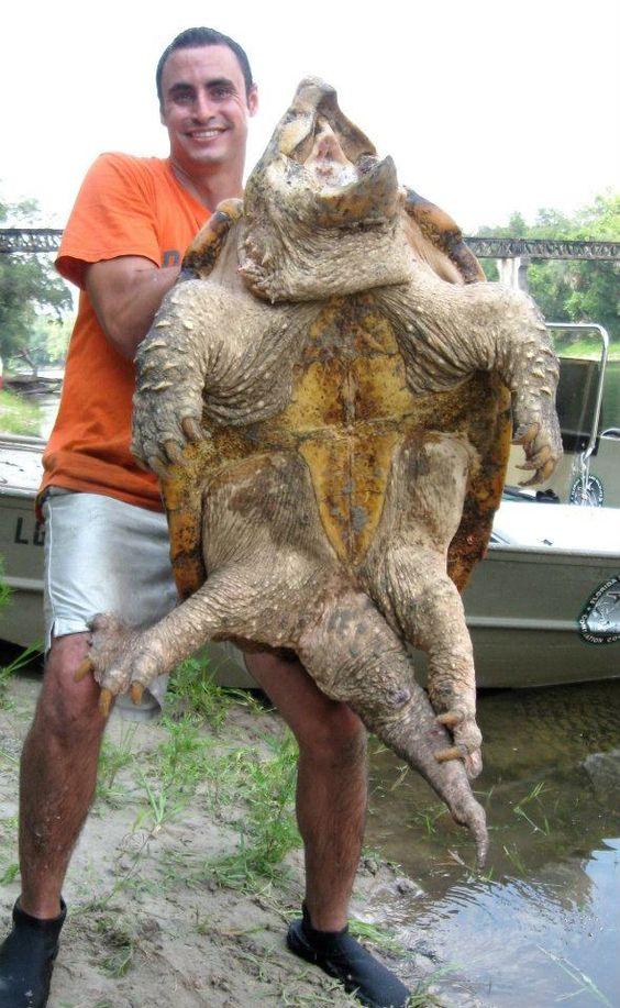 听说它咬骨头特别脆,这东西应该有100多公斤吧,不过这鳄龟我看着都怕