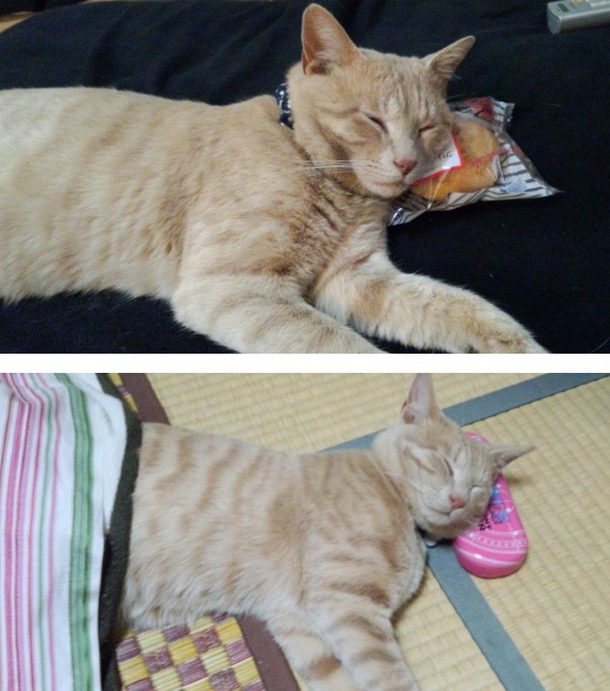 时隔四年，日本推主家的猫终于学会用猫被窝了