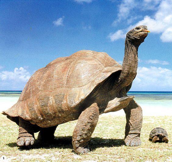 加拉帕戈斯象龟应该是第二大的乌龟了,棱皮龟是第一大的.