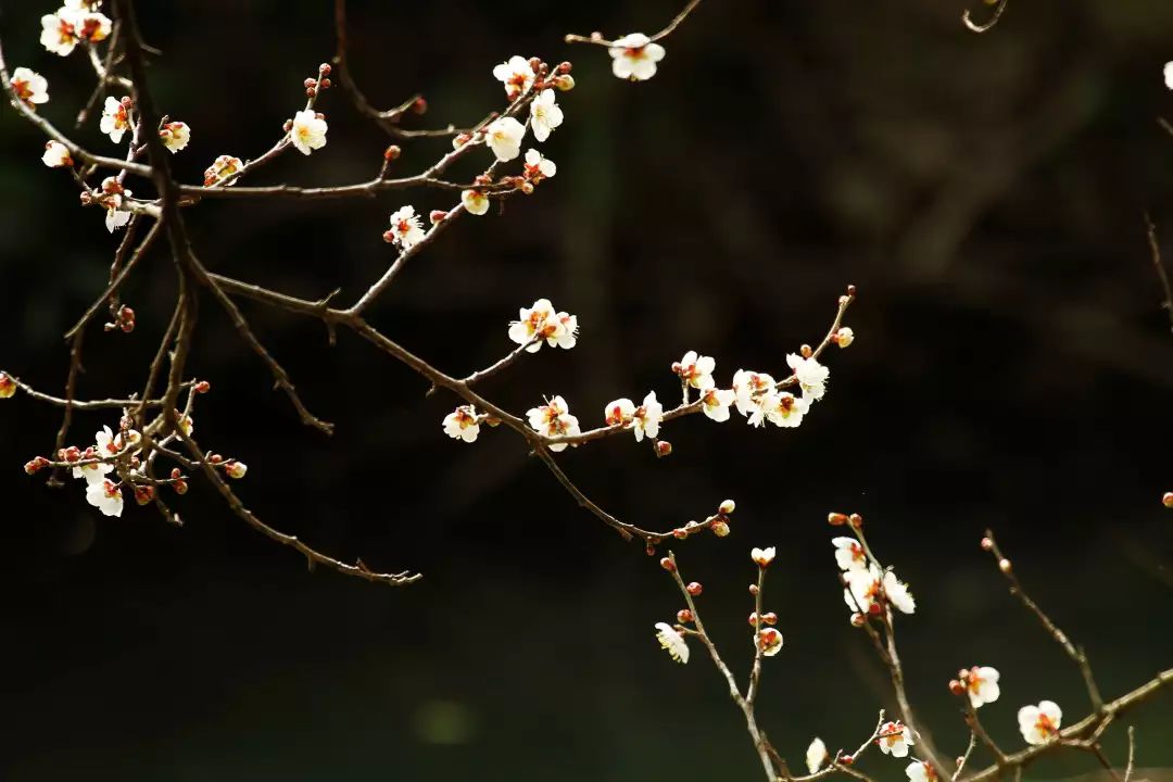 "曲水寻梅"是最佳赏梅方式 每年二三月份梅花盛开 乘坐摇橹船在梅树下