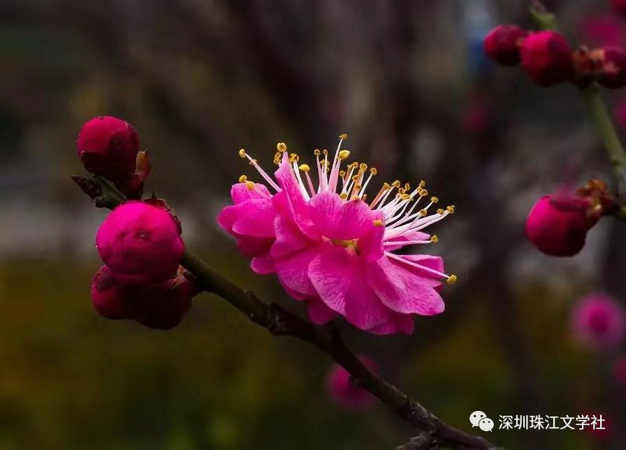 27.《冷梅》作者: 顺其自然冬去寒犹在,花开满树红.