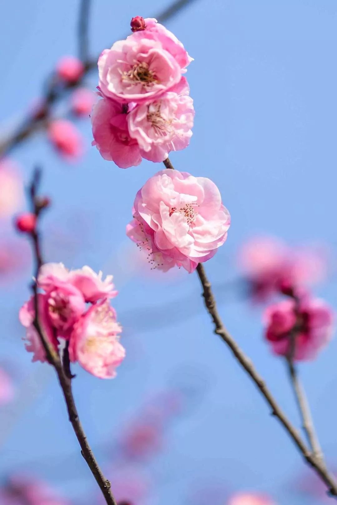 春天来了,西部最大的梅园,数十万株梅花一夜绽放!美如仙境!