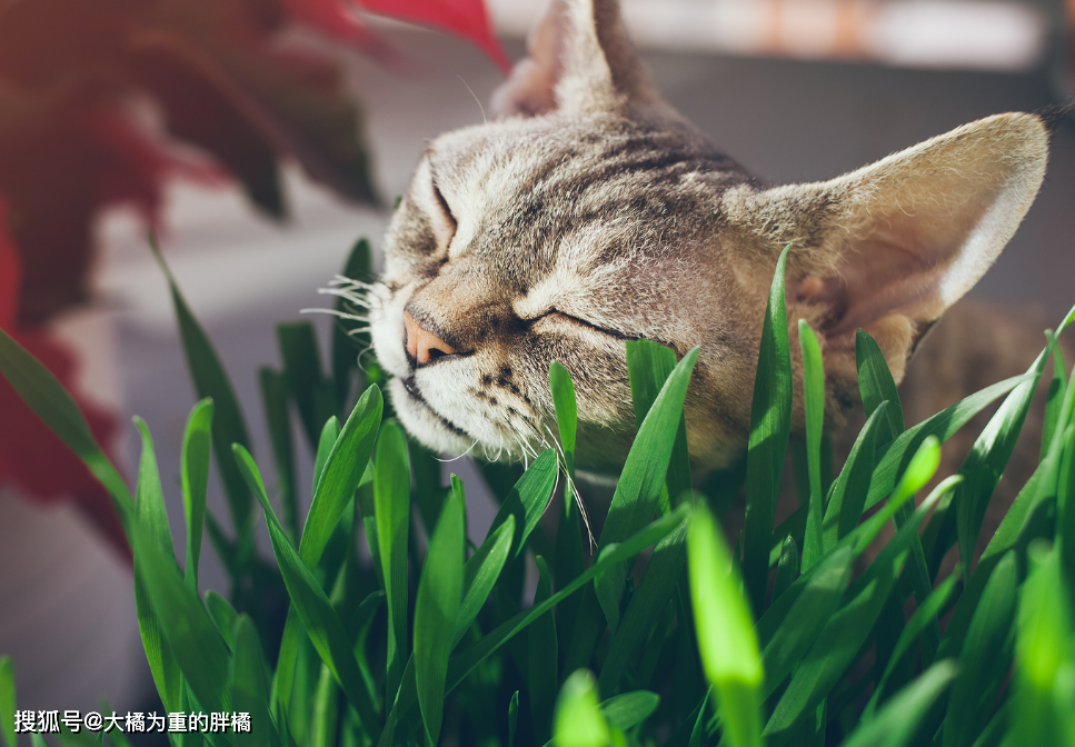 担心猫咪患 毛球症 亲自动手种猫草 有4种效果 还能当零食 天府资讯