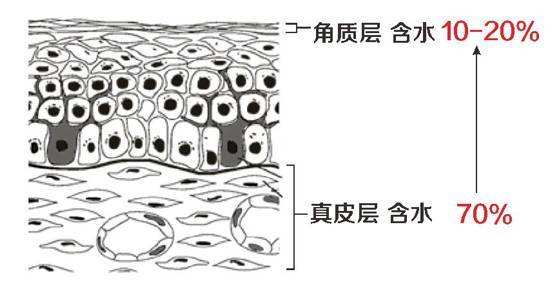 做面膜的原理_增加了角质层内源型水化作用.