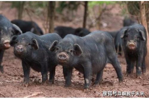 古代什么时候开始养猪的 a39a45cf1bde43f8a377dc655a59f138.jpeg