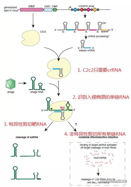 CRISPR分子诊断技术